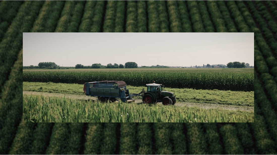 Soil Is Where Wellness Begins