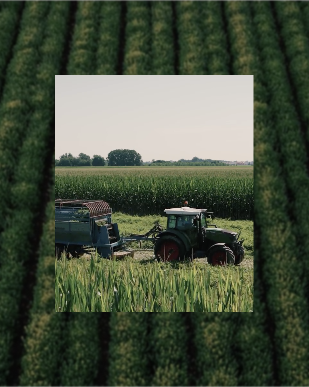 Soil Is Where Wellness Begins