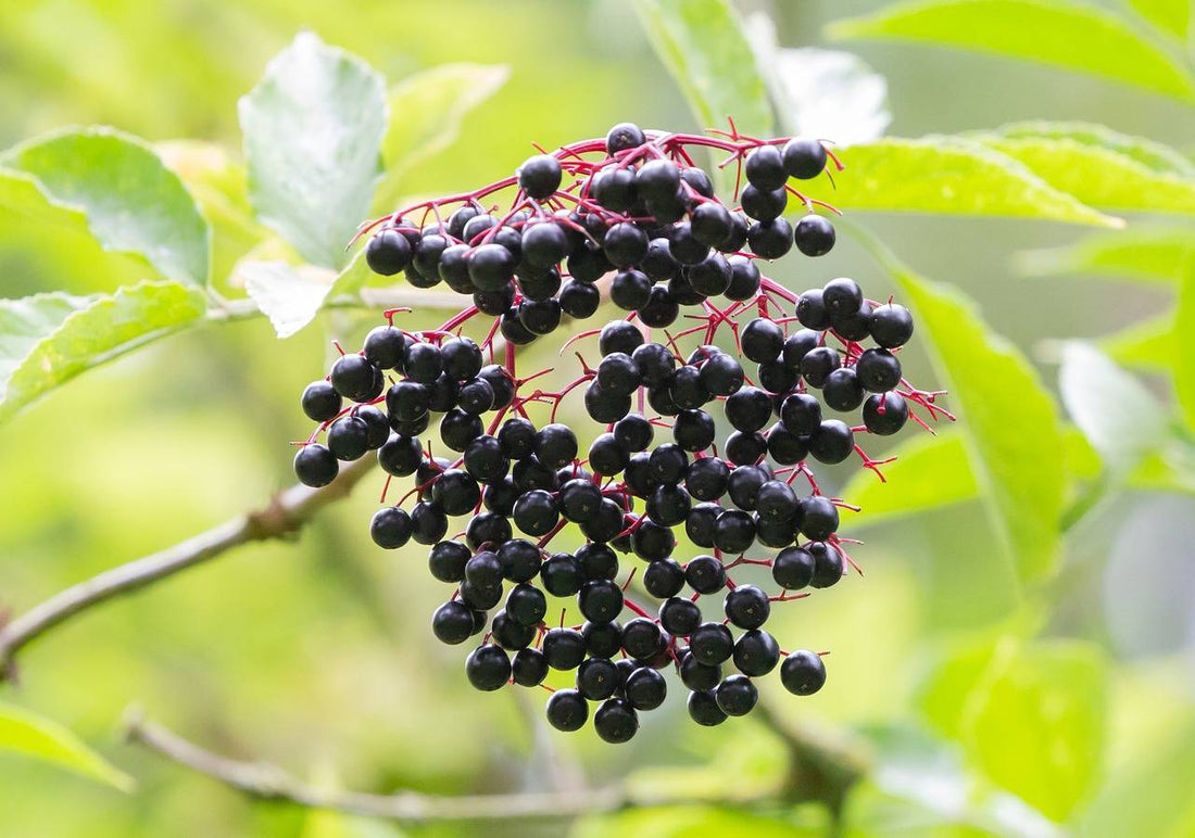 Ingredient spotlight: Elderberry